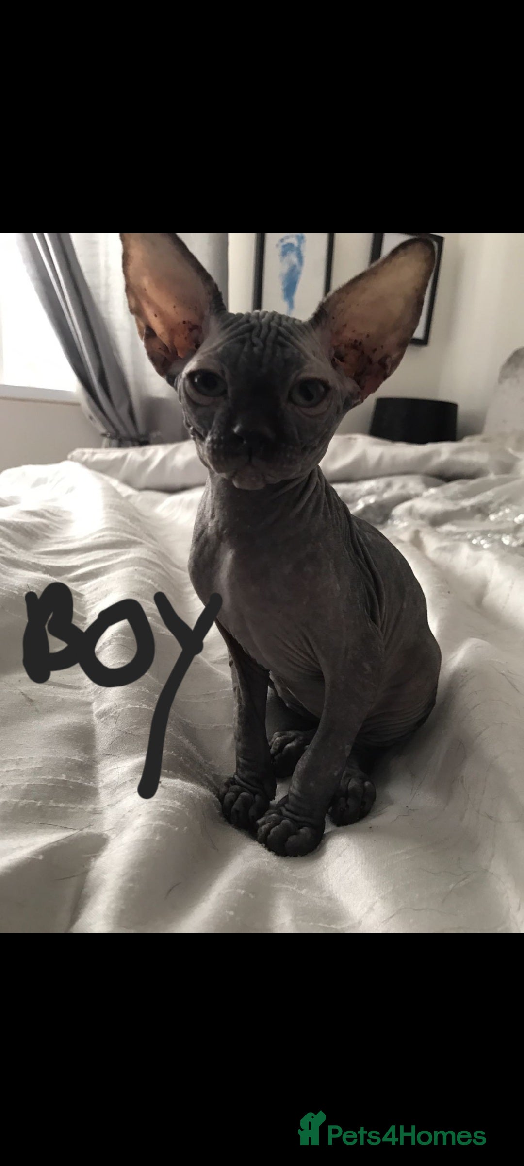 Sphynx cats for sale: Sphynx kittens  - Image 2