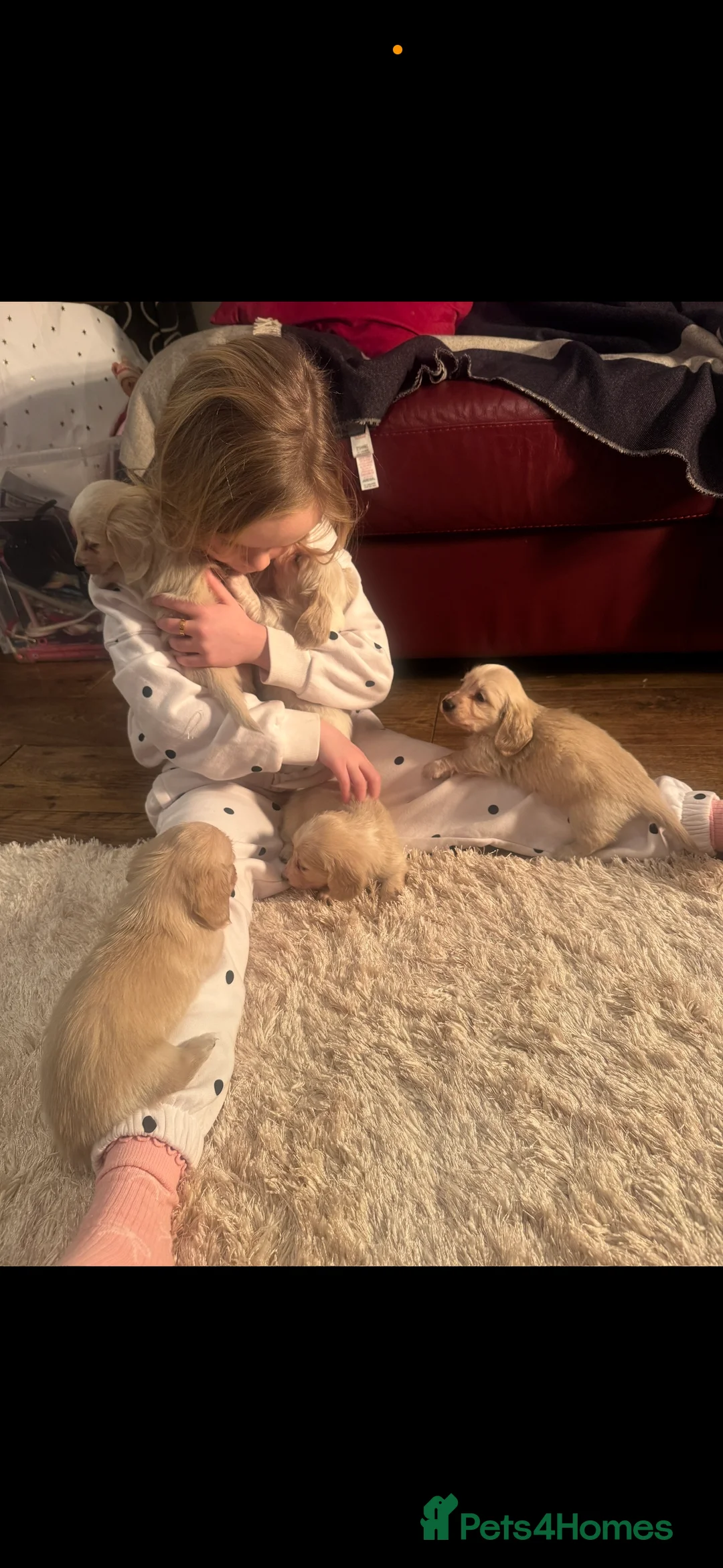 Miniature Dachshund dogs for sale: Miniature long haired cream dachshund puppies  - Advert 7