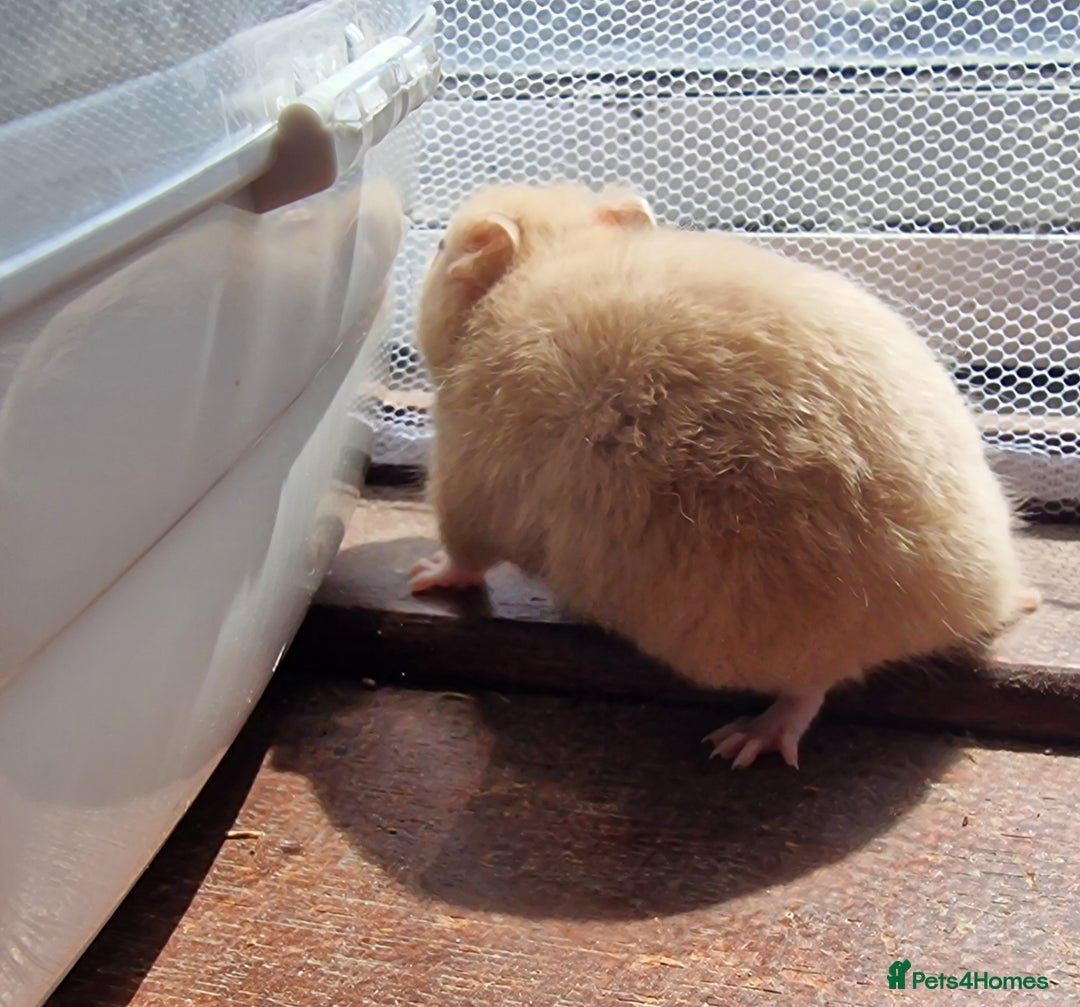 Hamster rodents for sale:  **last 2 now reserved *** Baby syrian hamsters  - Image 7