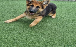 German Shepherd dogs for sale: German Shepherd female - Image 3
