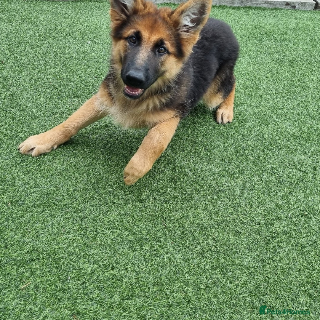 German Shepherd dogs for sale: German Shepherd female - Image 3