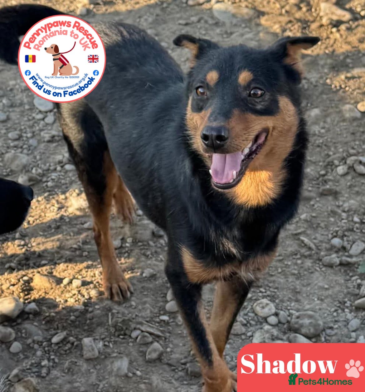 Mixed Breed dogs Shadow - Advert 1