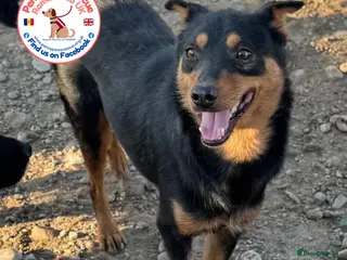 Mixed Breed dogs Shadow - Advert 2