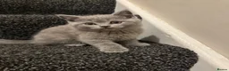 Scottish Fold cats for sale: Four Gorgeous Scottish Fold kittens READY NOW in Reading - Advert 10