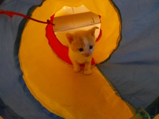 Domestic Shorthair cats Ginger and white male available 💙 - Advert 3