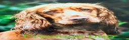 Cocker Spaniel dogs for sale: Stunning cocker pups excellent health testing  - Advert 16