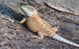 Bearded Dragon reptiles for sale: Bearded Dragons - stunning babies  - Image 14