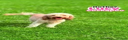 Cockapoo dogs for sale: F1B Cockapoo puppies - Health checked - Ready.  - Advert 9