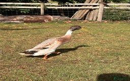 Waterfowl poultry for sale: Fawn and white Indian runner drakes - Image 5