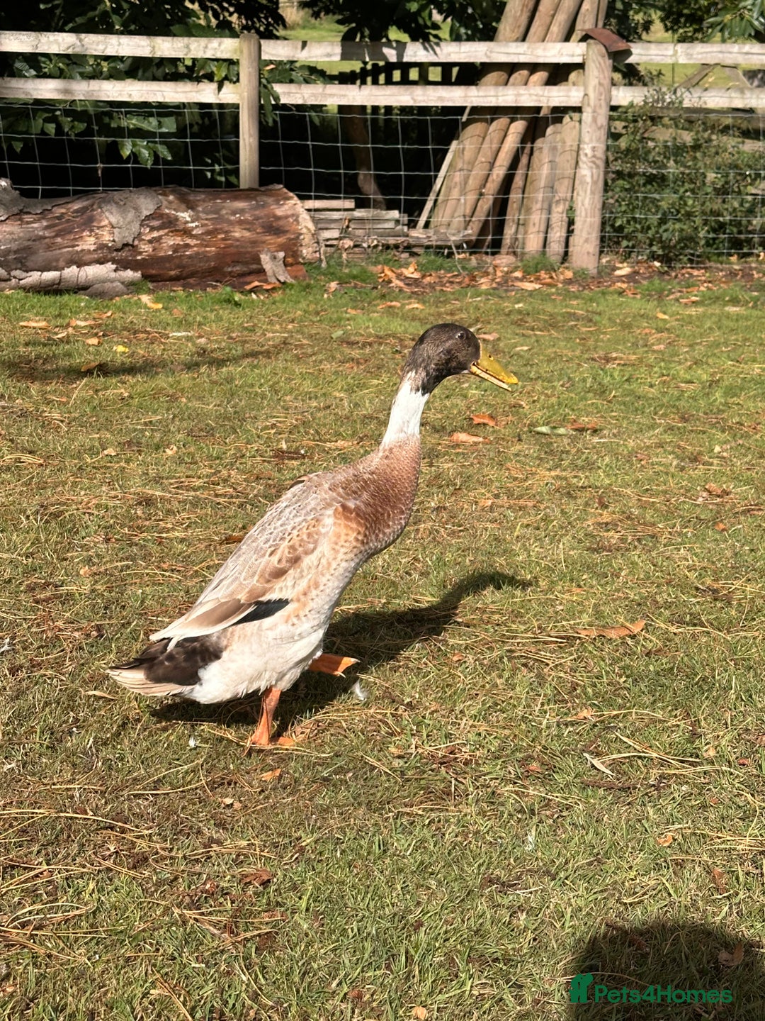 Waterfowl poultry for sale: Fawn and white Indian runner drakes - Image 5
