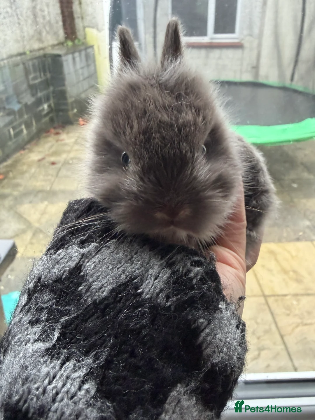 Mixed Breed rabbits for sale: Lionhead X Netherland Dwarf Bucks - Advert 2