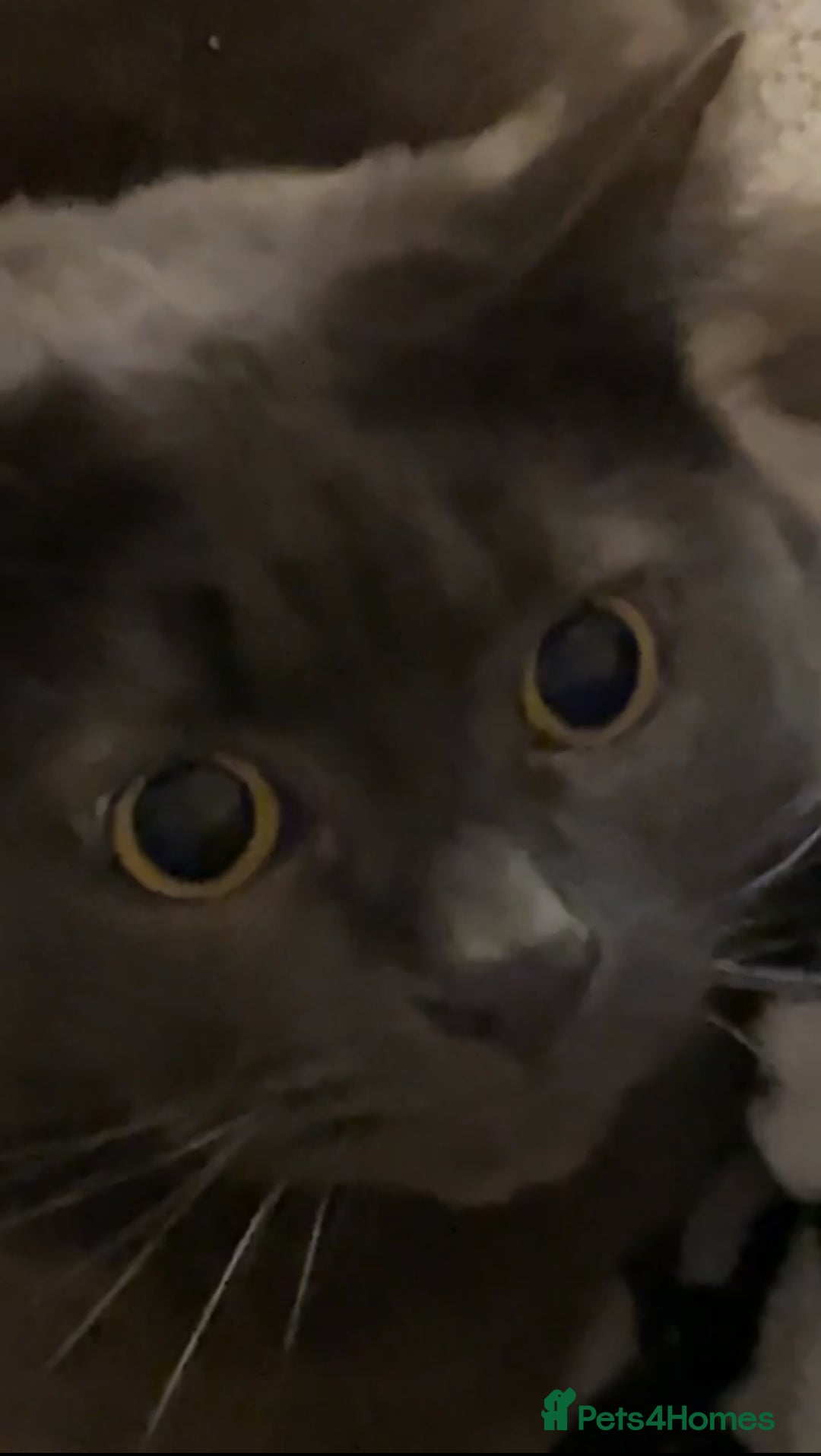 Maine Coon cats for sale: Stunning British x Maincoon  - Advert 3