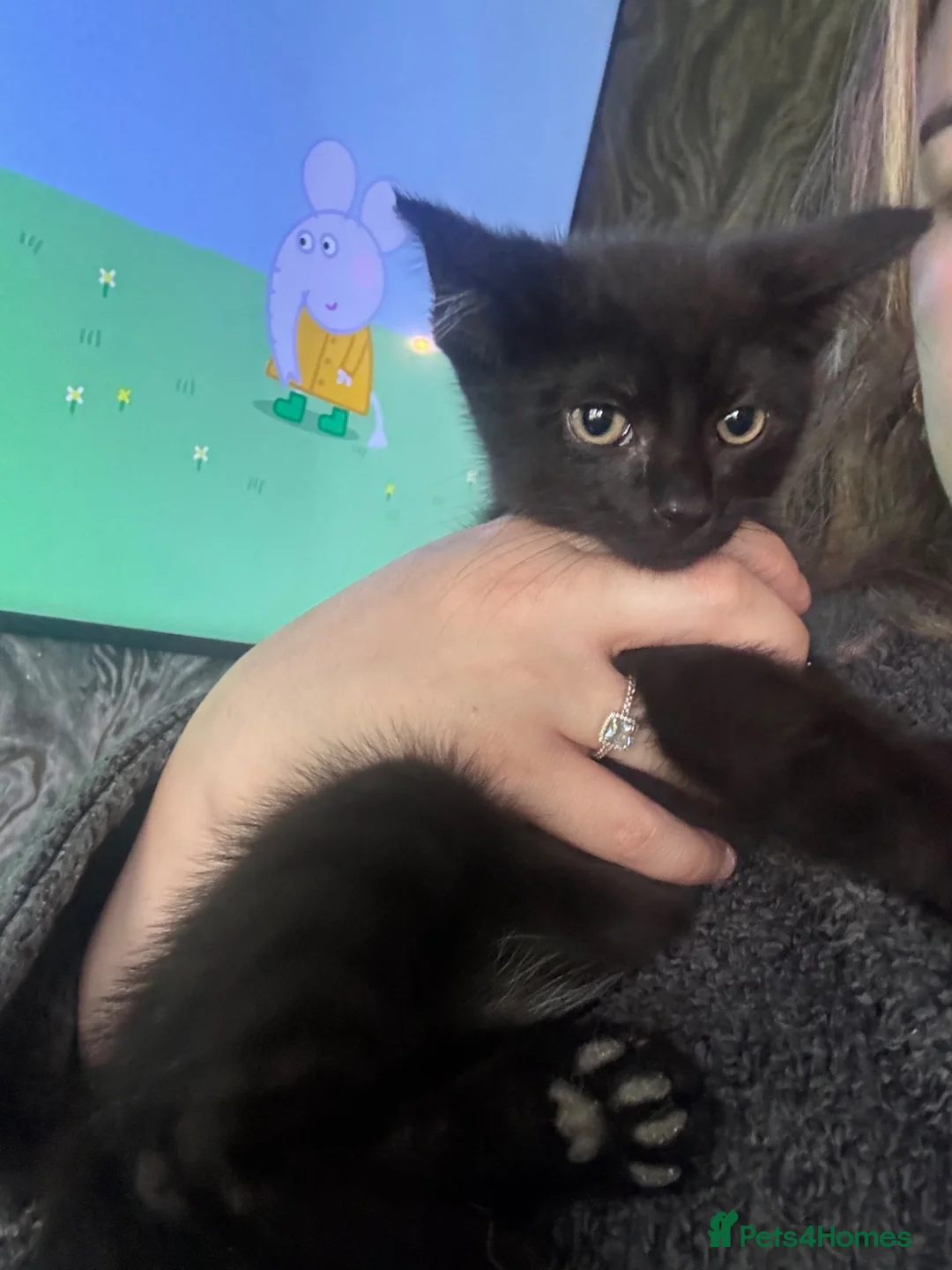 Mixed Breed cats for sale: 2 brothers - Advert 1
