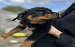 Rottweiler dogs for sale: Rottweiler puppies  - Image 6