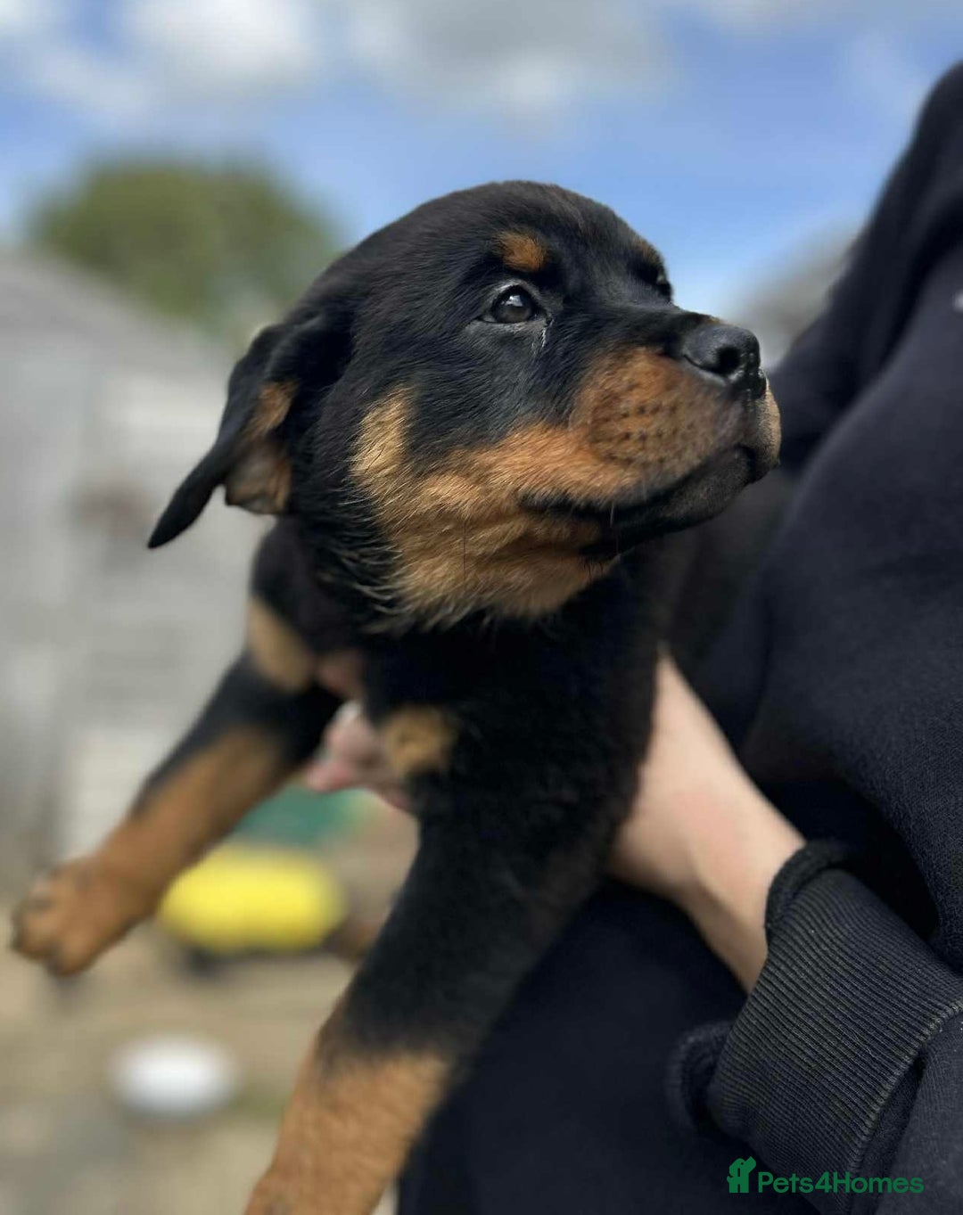 Rottweiler dogs for sale: Rottweiler puppies  - Image 6