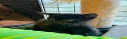 Bombay cats for sale: Bombay Kittens – 3 Boys & 3 Girls Available  - Advert 4
