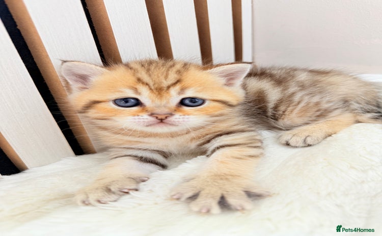 Scottish Fold cats - Advert 1