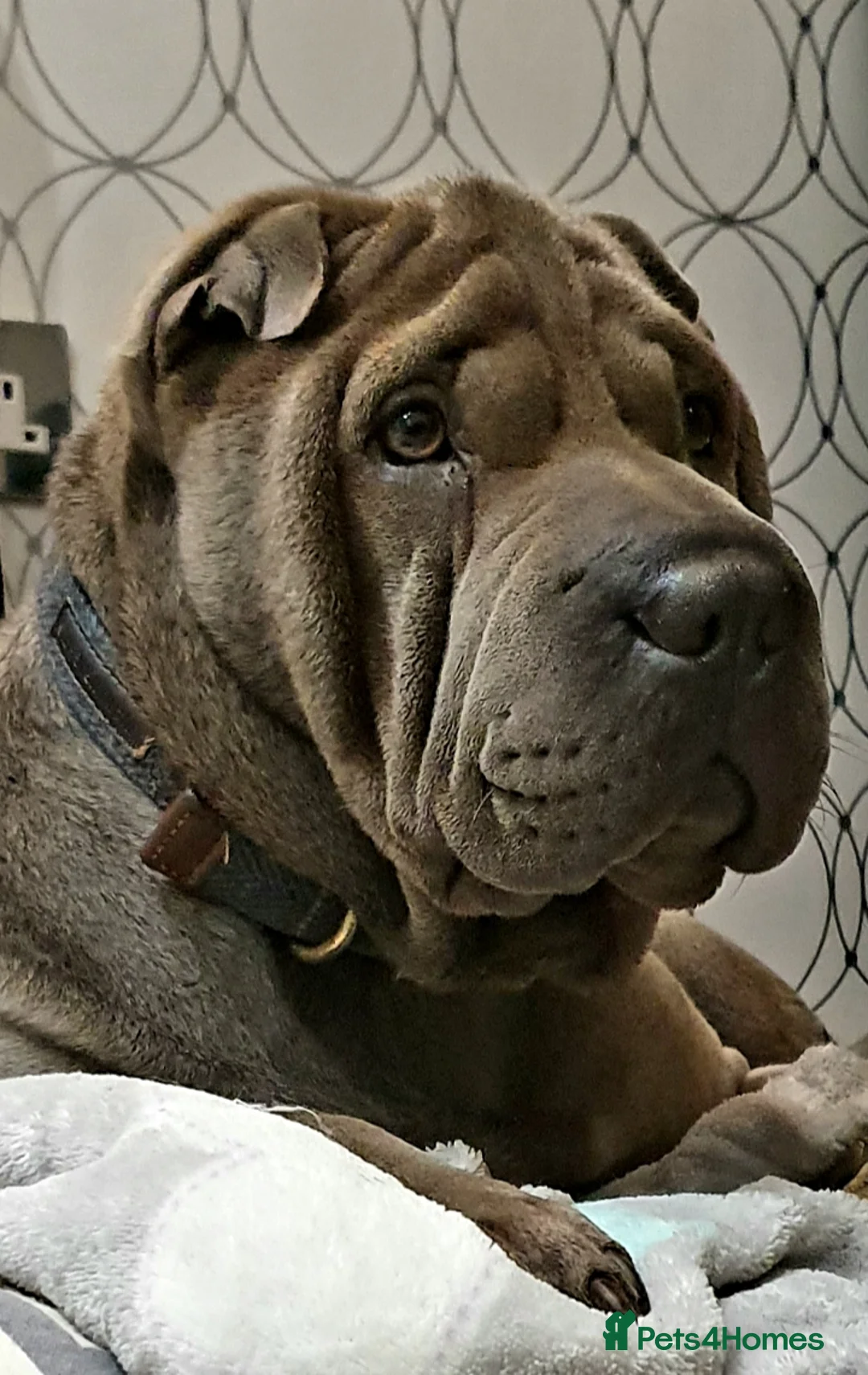 Shar Pei dogs for stud: Gus- Beautiful blue horse coat for stud in Billericay - Advert 12
