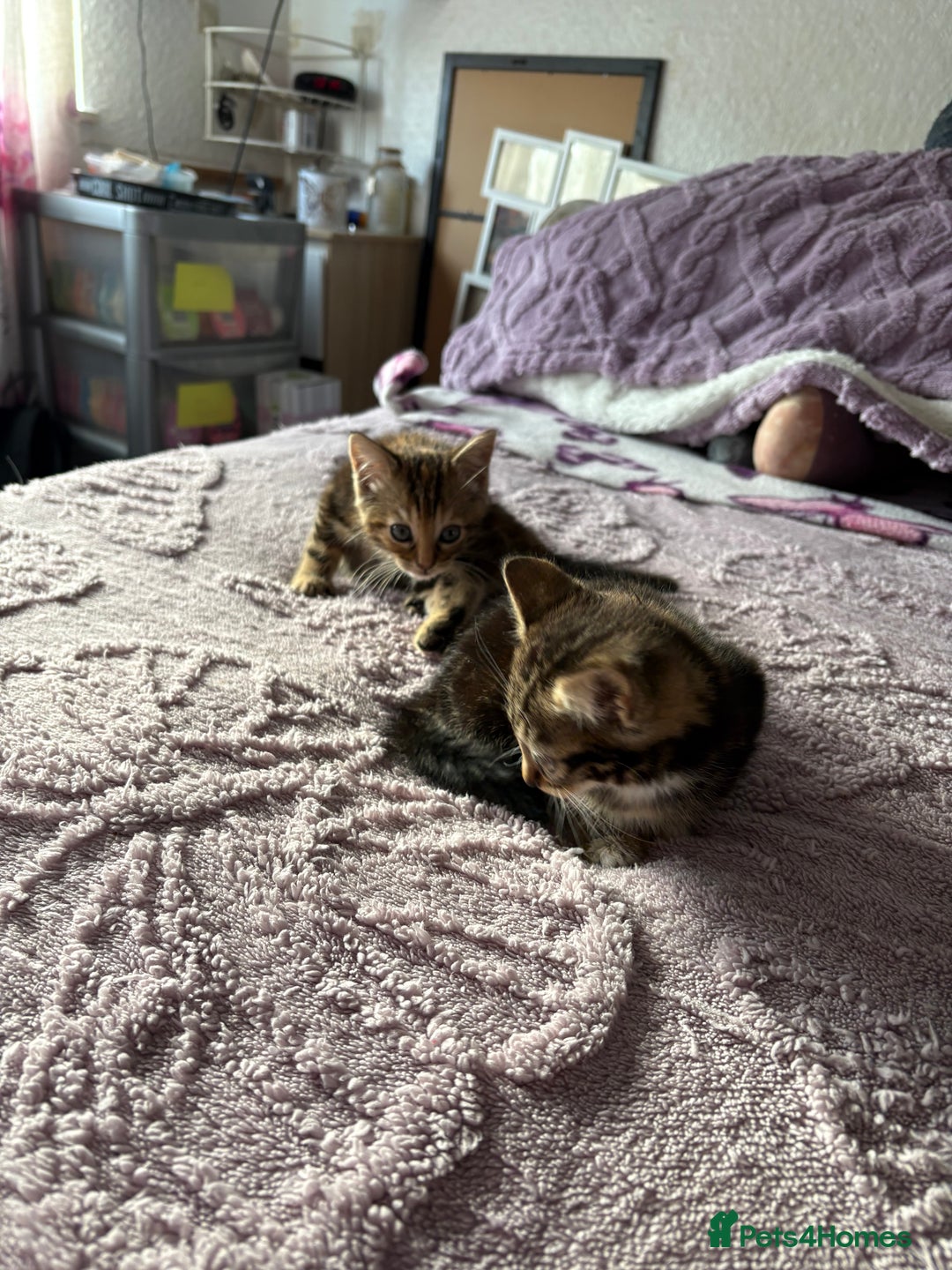 Domestic Shorthair cats for sale: Kittens for sale  - Advert 4