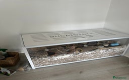 Hamster rodents for sale: Syrian Hamster  - Image 8