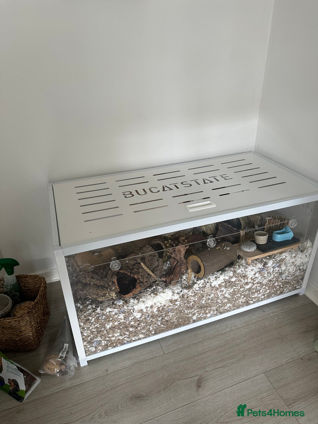 Hamster rodents for sale: Syrian Hamster  - Image 8