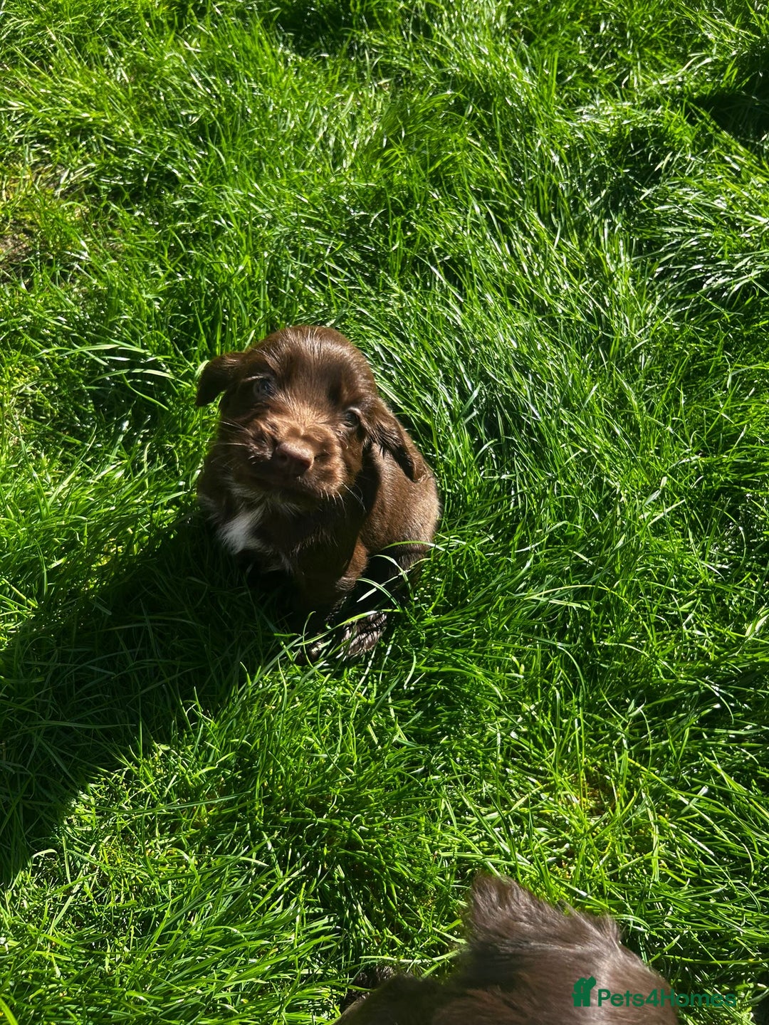 Cocker Spaniel dogs for sale: Show cocker spaniels  - Image 28