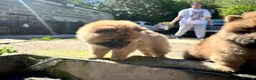 Chow Chow dogs for sale: Chow chow  - Advert 19