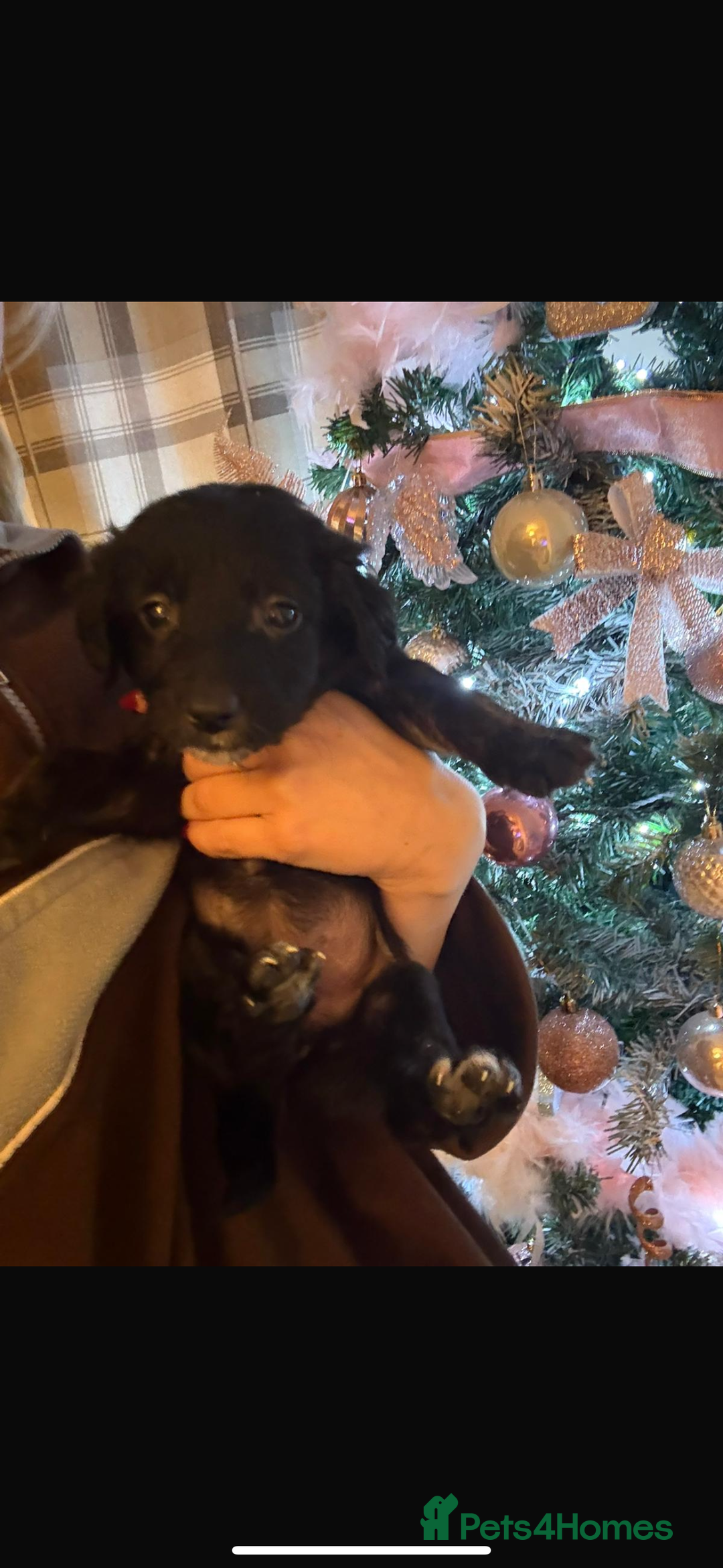 Mixed Breed dogs for sale: coltriever - Advert 4