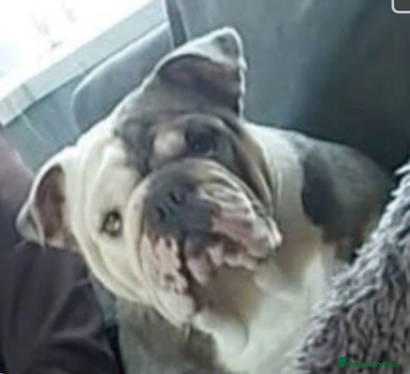 Mixed Breed dogs for sale: English bulldog cross lurcher for sale £600 - Advert 2