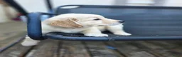 Golden Retriever dogs for sale: Golden retrievers pure breed. - Advert 11