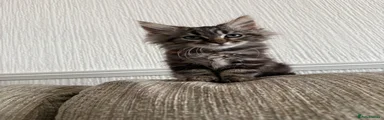🐾Batman🐈‍⬛