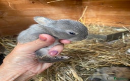 Mini Lop rabbits for sale: Beautiful mini lop babies - super temperaments - Image 10