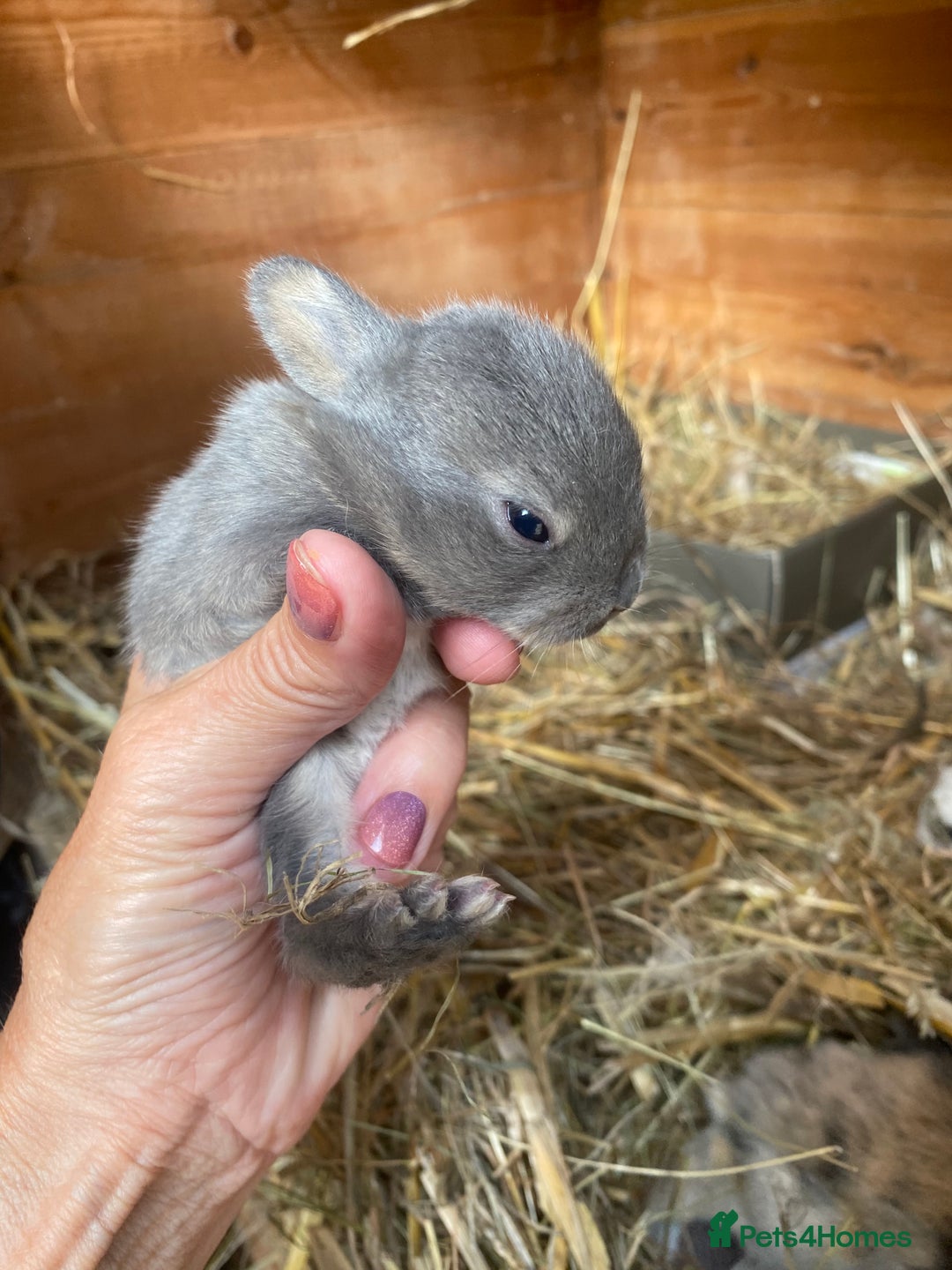 Mini Lop rabbits for sale: Beautiful mini lop babies - super temperaments - Image 10