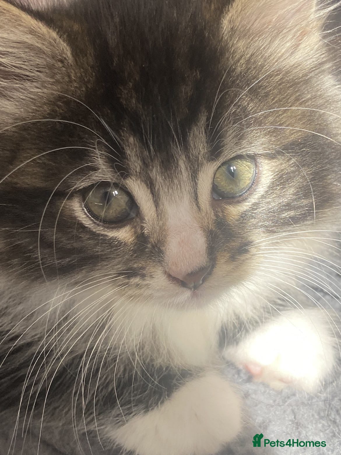 Mixed Breed cats 2 kittens for sale - Advert 16