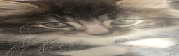 Mixed Breed cats for sale: 2 kittens for sale - Advert 1
