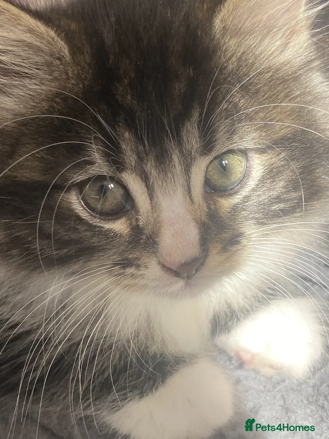Mixed Breed cats for sale: 2 kittens for sale - Advert 1