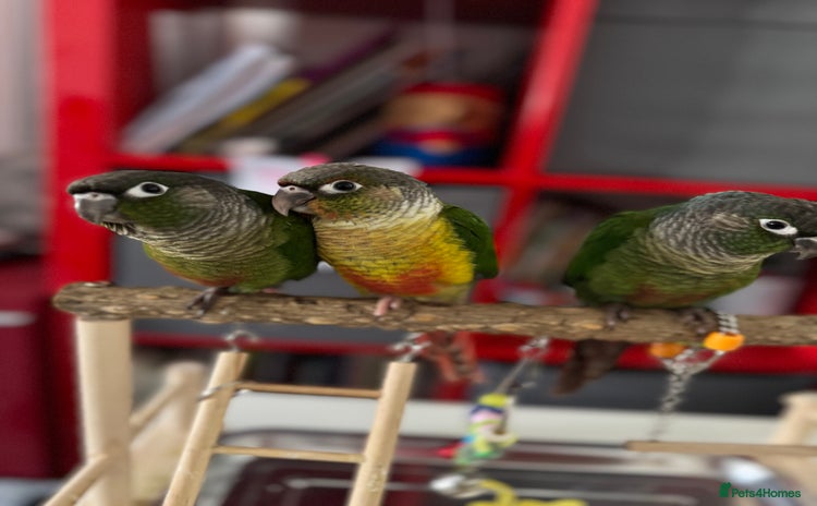 Conures birds - Advert 3