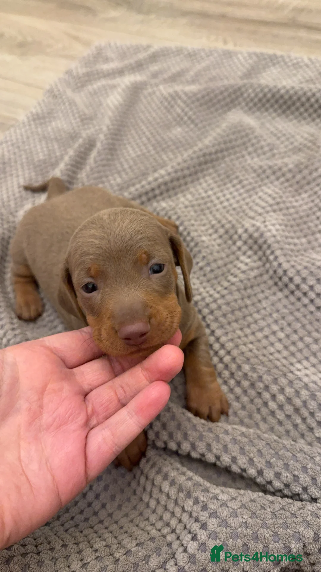 Dachshund dogs for sale: Miniature dachshunds  - Advert 7