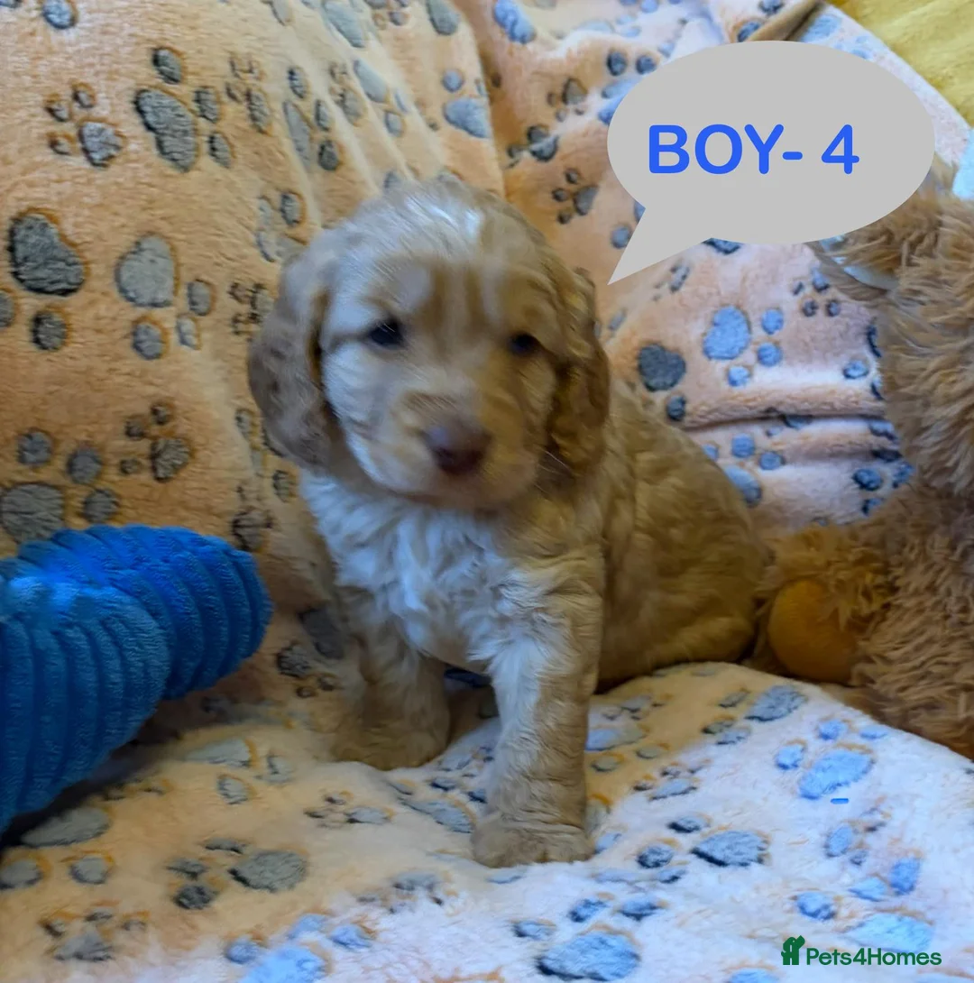 Cockapoo dogs for sale: Gorgeous and Cheeky Litter of Cockapoo Puppies - Advert 40