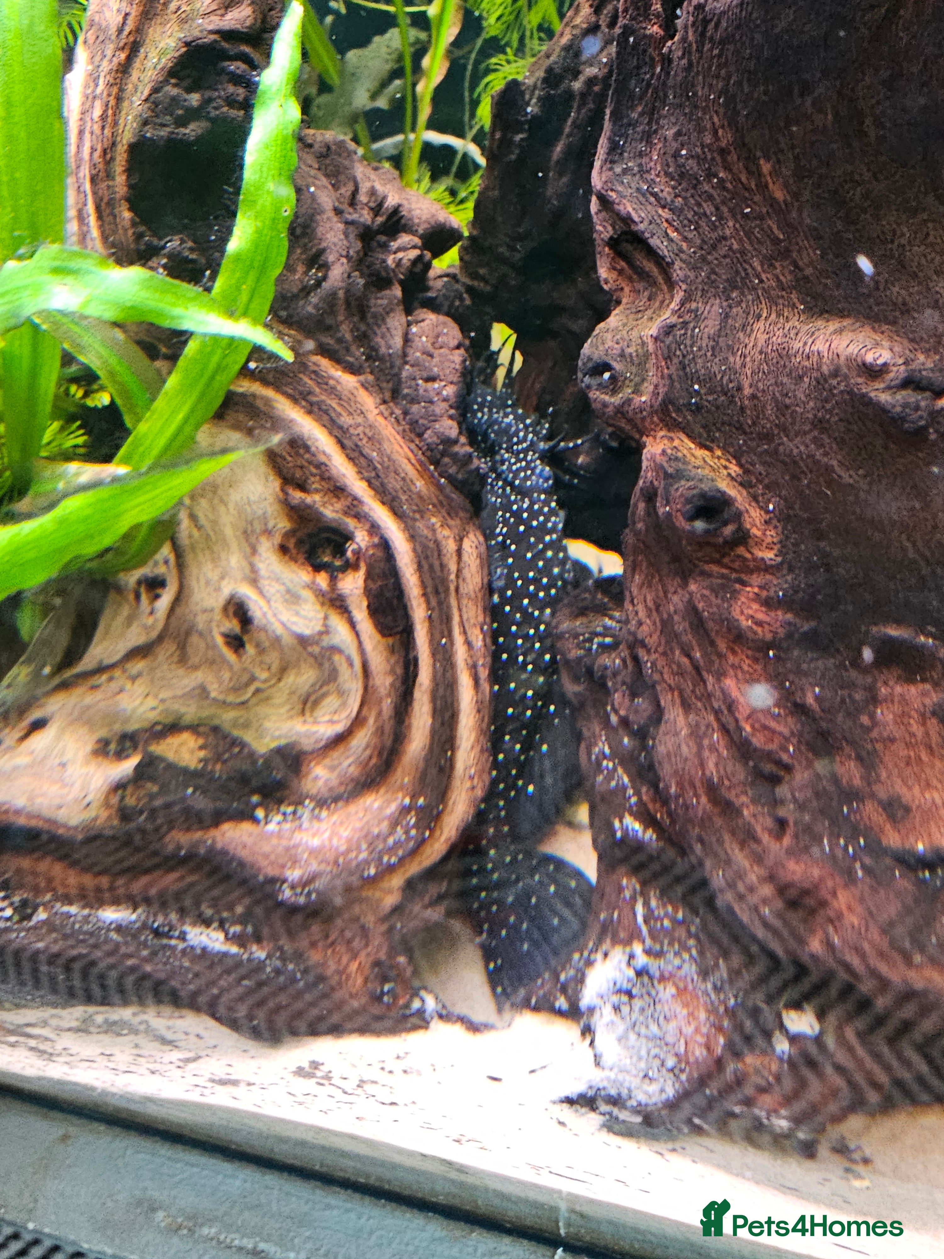 Plecos fish Sterlight placo 6 fish group 2 pairs breading  - Advert 16