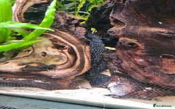 Plecos fish for sale: Sterlight placo 6 fish group 2 pairs breading  - Advert 1
