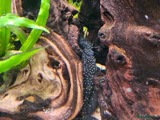 Plecos fish Sterlight placo 6 fish group 2 pairs breading - Advert 15