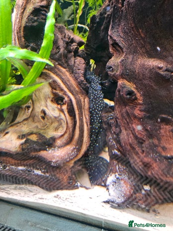 Plecos fish Sterlight placo 6 fish group 2 pairs breading - Advert 1