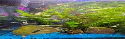 Other/Mixed Breed fish for sale: Guppies in Liverpool - Advert 4