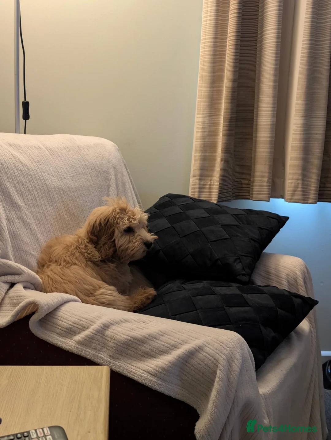 Cavapoo dogs for sale: Teddy, 1yr Cavapoo, male in Yeovil - Advert 2
