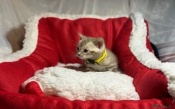 Bengal cats for sale: Bonnies Bengals  - Advert 34