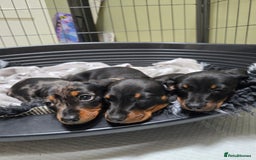 Miniature Dachshund dogs for sale: KC Miniature Dachshund Pups  - Image 34