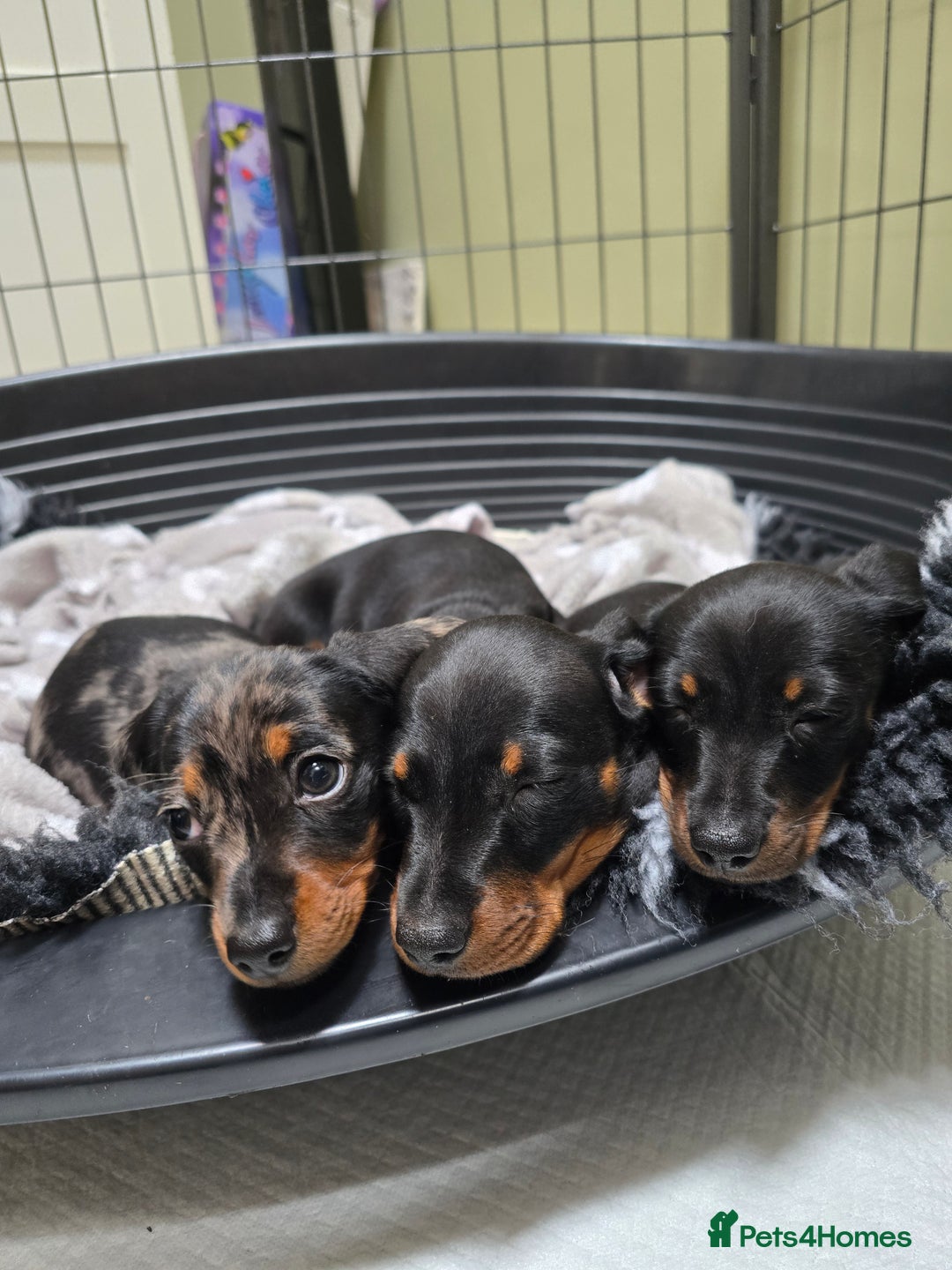 Miniature Dachshund dogs for sale: KC Miniature Dachshund Pups  - Image 34