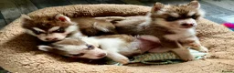 Siberian Husky dogs for sale: Beautiful Purebred Red Siberian Husky Girls - Advert 32
