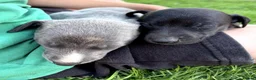 Whippet dogs for sale: Stunning Whippet Puppies for Sale in Dereham - Advert 7